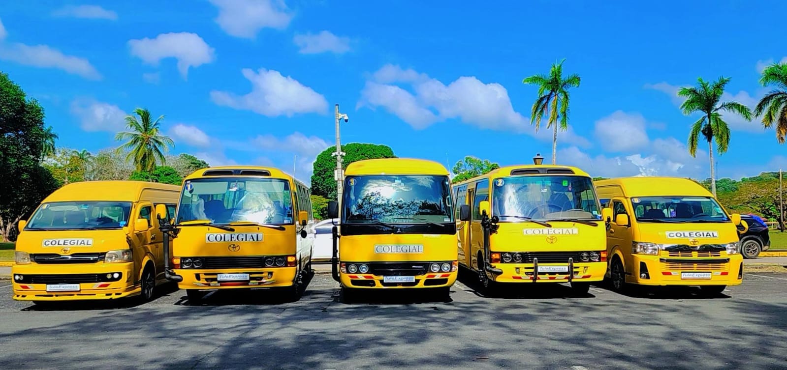 Cinco buses amarillos de Tule Express vistos de frente bajo un cielo azul, con palmeras al fondo